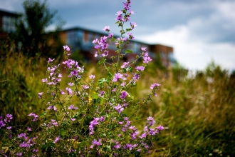 Wildflowers near buildings by Paul Lane