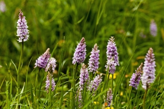 Common spotted orchids by Paul Lane