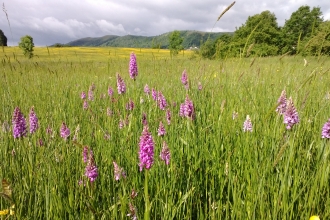 Orchids on Malvern Common by Alison Uren