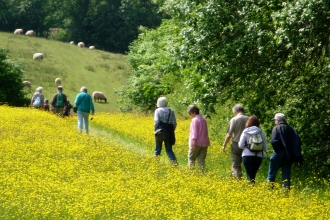 People walking through a field of buttercups