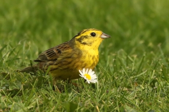 Yellowhammer by Bas Yates