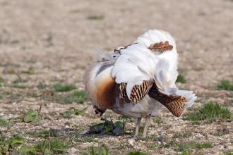 Great bustard displaying by David Kjaer