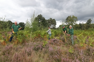 A group of volunteers tree popping at The Devil's Spittleful by Wendy Carter