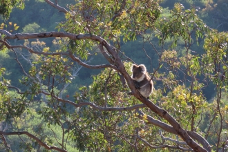 Koala in a tree by Alison Uren