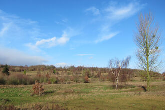 Burlish Golf Course showing trees and grassland before work
