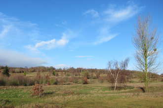 Burlish Golf Course showing trees and grassland before work