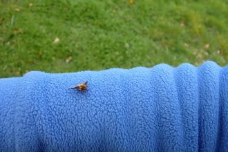 Dark-edged bee-fly on a blue sleeve (by Jean Young)