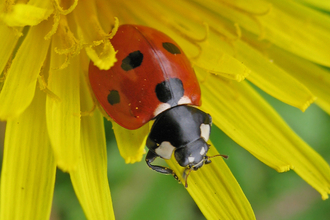 7 spot ladybird on a yellow flower by Rachel Scopes