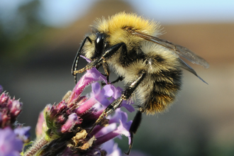 Common carder bee on purple verbena flower by Nick Upton/2020VISION