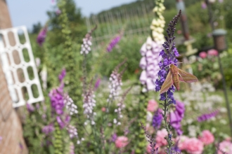 Elephant hawk-moth