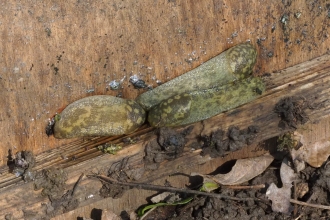 Three green cellar slugs on wood by Rosemary Winnall