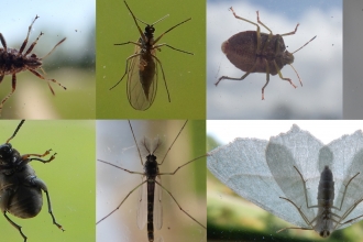 Selection of the undersides of insects taken through windows by Jean Young