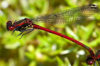 Large red damselfly by Pete Cheshire