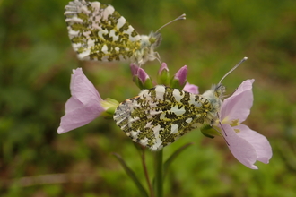 Orange-tip butterflies on lady's smock flowers by Brett Westwood