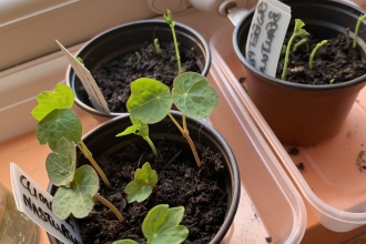 Seedlings on a window sill by Anne Williams