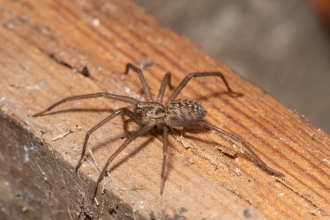 House spider on a piece of wood by Gary Farmer
