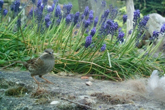 Dunnock with nesting material in his beak by Rosemary Winnall