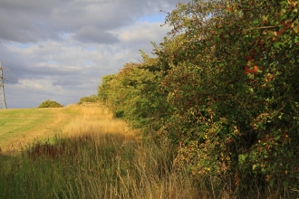 Hedgerow and field margin by Wendy Carter