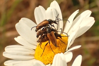 Fairyring longhorn beetles mating by Jean Young