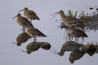 Curlew standing in water at Upton Warren Wetland Reserve by John Parker