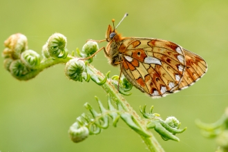 Pearl-bordered fritillary butterfly on bracken by Richard Clifford