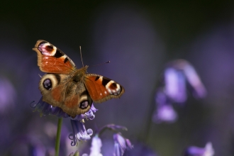 Peacock butterfly on bluebell by Nick Martin