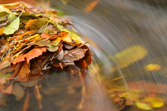 Autumn leaves with running water by Magnus McLeod