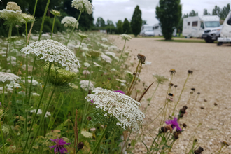 Goodleigh Hill CL wildflower meadow (Natural Networks project) by Jasmine Walters