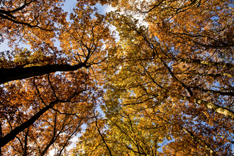 Looking into the autumn colours of the tree canopy with a blue sky above by Paul Lane