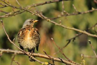 Fieldfare in a tree by Wendy Carter