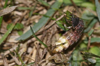 Female glow worm at the top of a grass stem - glowing segments are visible - by Wendy Carter