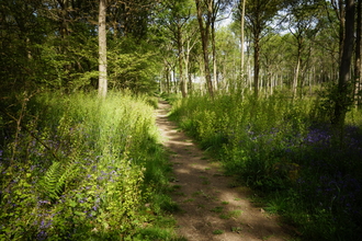 Trench Wood path by Wendy Carter