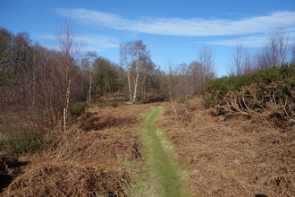 Narrow path through the encroaching trees and bracken