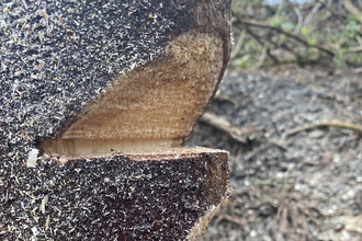 Chainsaw wedge in a tree trunk by Issy Troth