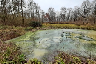 Pond at Trench Wood - Crassula and ice are visible by Ruthie Cooper