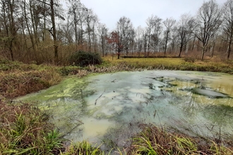 Pond at Trench Wood - Crassula and ice are visible by Ruthie Cooper