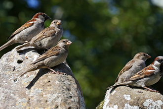 Five house sparrows (male and female) sitting on a wall by Wendy Carter