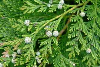 Leyland cypress