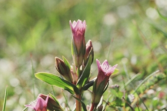 Early gentian