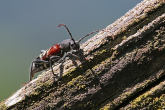 Anaglyptus mysticus beetle - black, red and white - sitting on an old gate post and looking at the camera (by Wendy Carter)