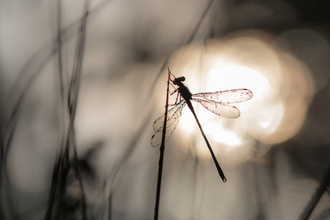 Damselfly on a stem with the sun behind it by Richard Clifford