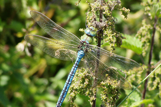 Emperor dragonfly (mainly blue body with black line along middle of abdomen) hanging on nettle stem by Mike Averill