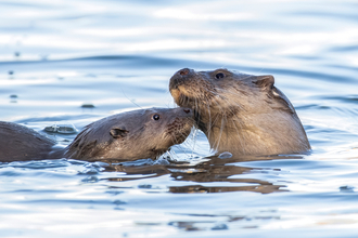 Mother and cub otter in water by Matthew Lissimore