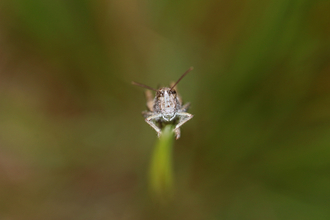 Face-on photo of a field grasshopper clinging to a stem by Wendy Carter