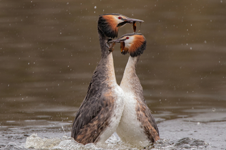 Great crested grebes 'weed dancing' by Rebekah Nash