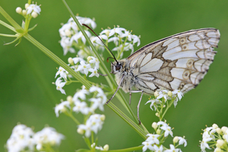 Marbled white butterfly (white and grey checked/marbled pattern) sitting on vegetation by Wendy Carter