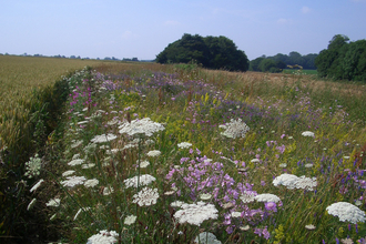 Crop on left-side with wide flower-rich margin on right-side by Duncan Westbury