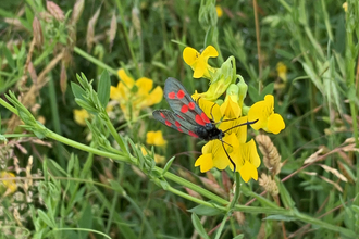 six-spot burnet moth by Amy Fleming