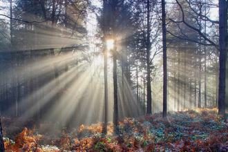 Sun bursting through trees with orange/gold bracken on the woodland floor by Justin Heath