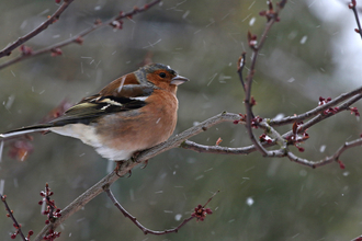 Chaffinch sitting on a branch in the snow by Wendy Carter